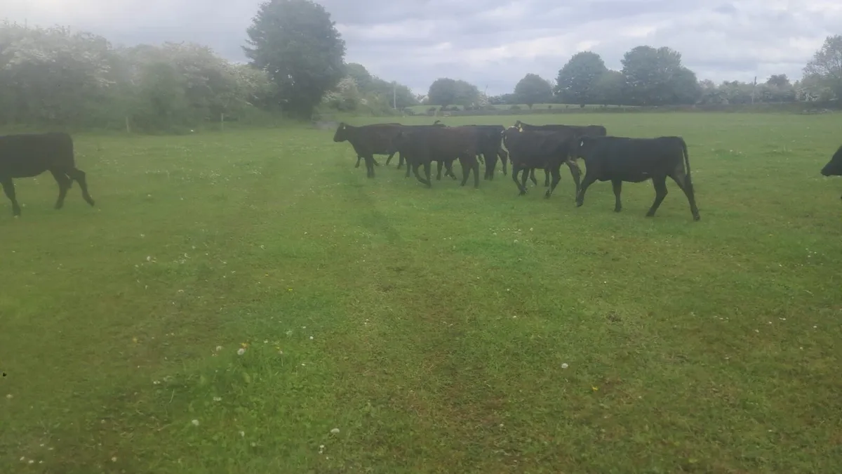 Angus and Hereford heifers - Image 4
