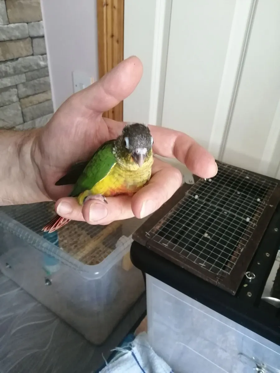 Hand-fed Green-cheeked Conure - Image 3