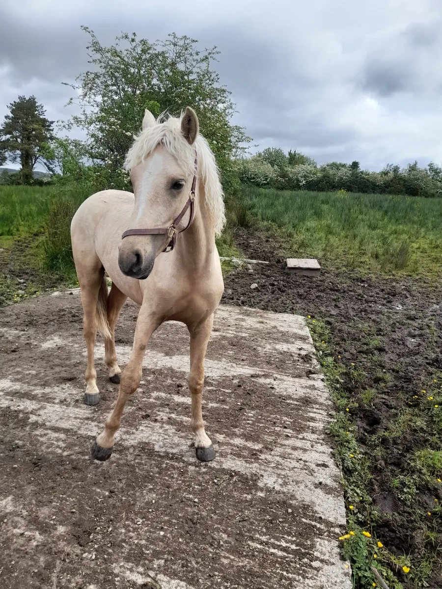 Full connemara Gelding - Image 2