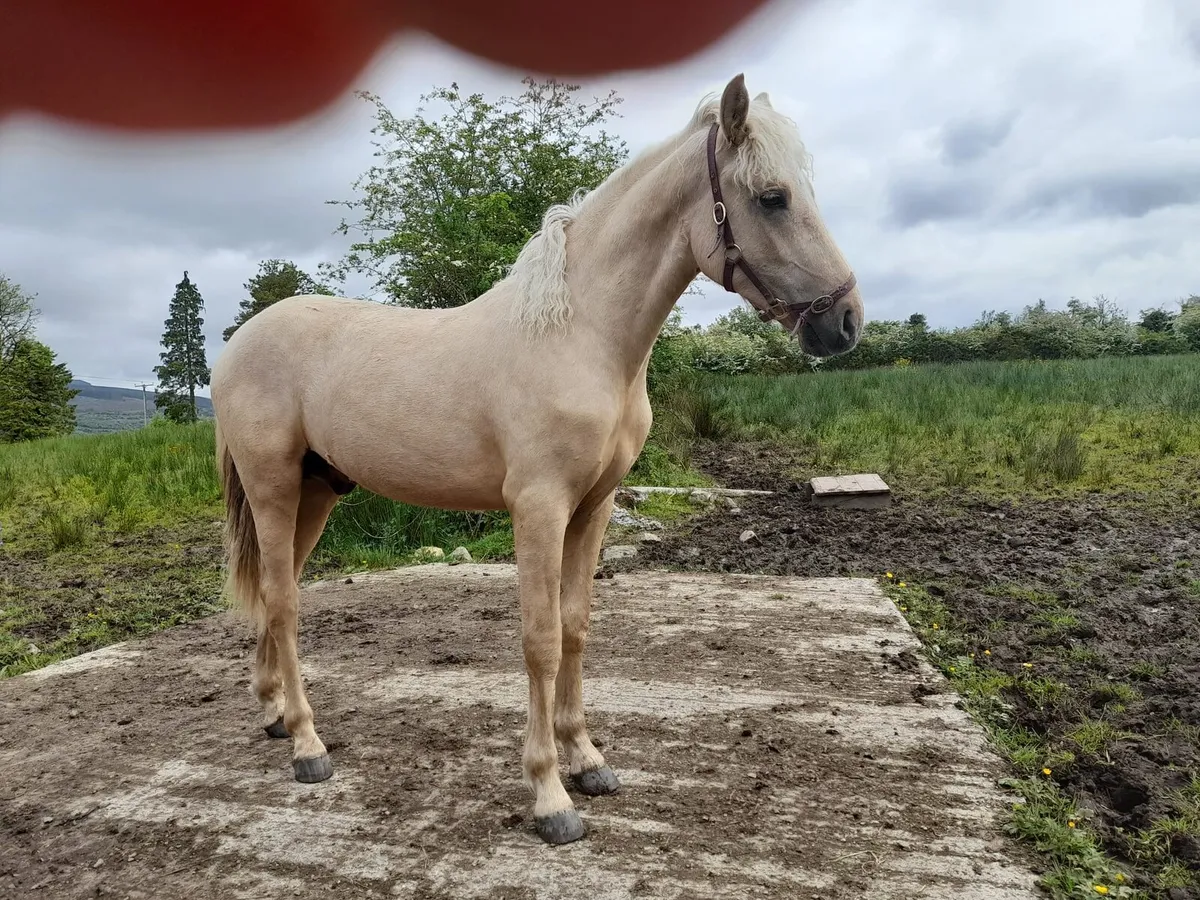 Full connemara Gelding - Image 3