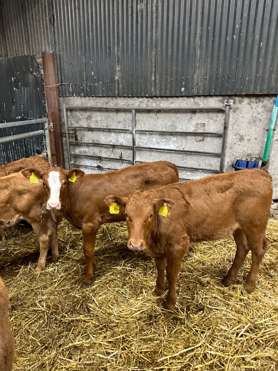 Lim and Simmental heifers - Image 4