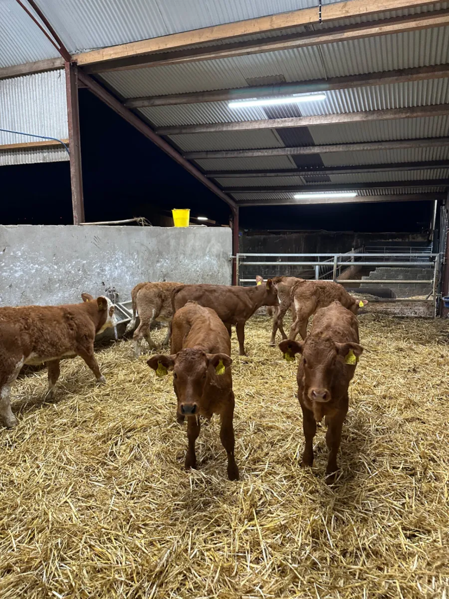 Lim and Simmental heifers - Image 1