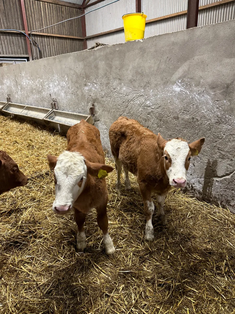Lim and Simmental heifers - Image 3