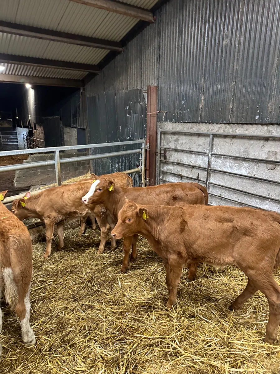 Lim and Simmental heifers - Image 2