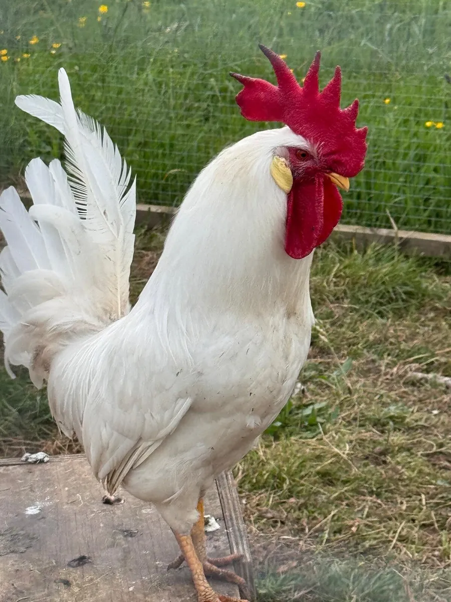 Leghorn Rooster - Image 2