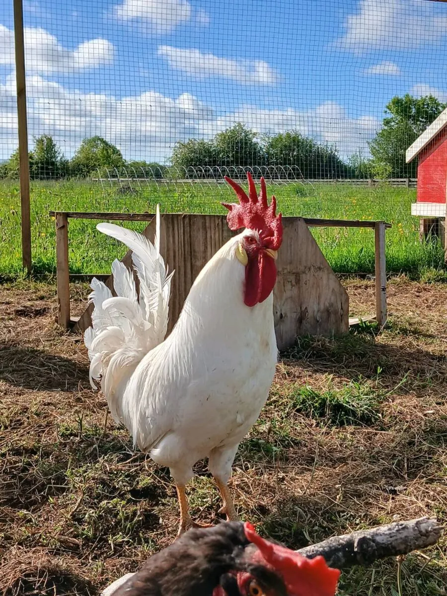 Leghorn Rooster - Image 1