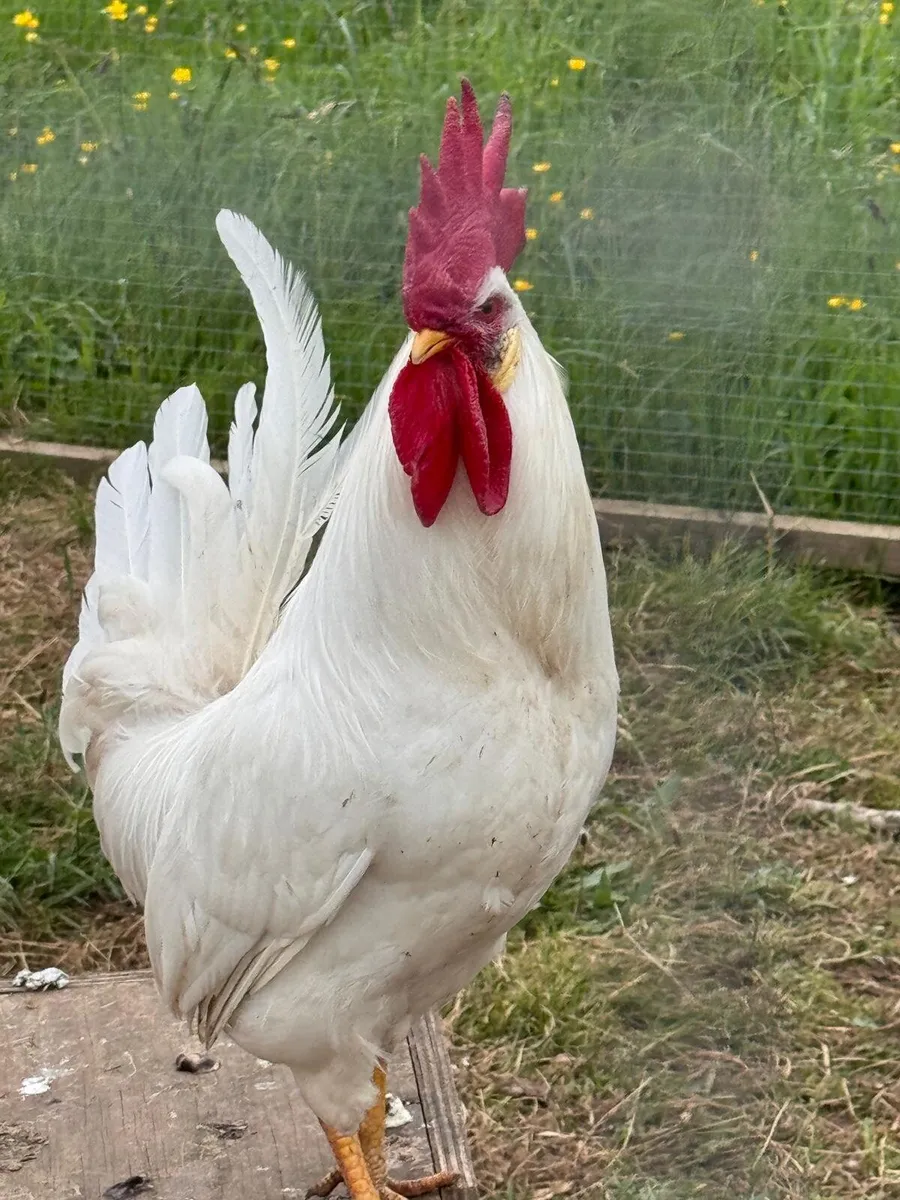 Leghorn Rooster - Image 3