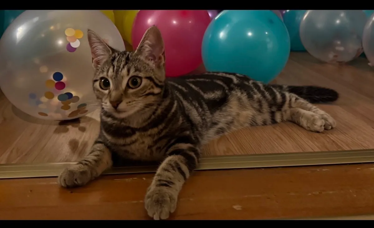 Kitten - Image 1