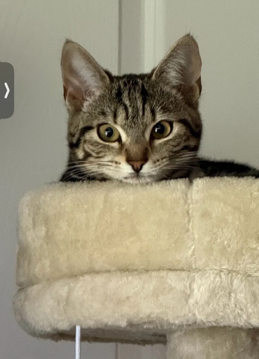 Kitten - Image 2