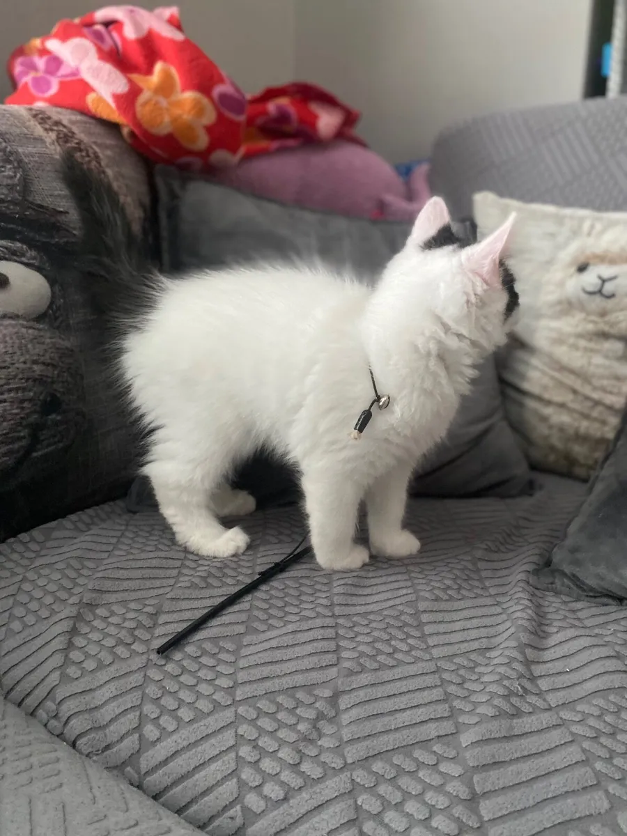 Cat - Image 2