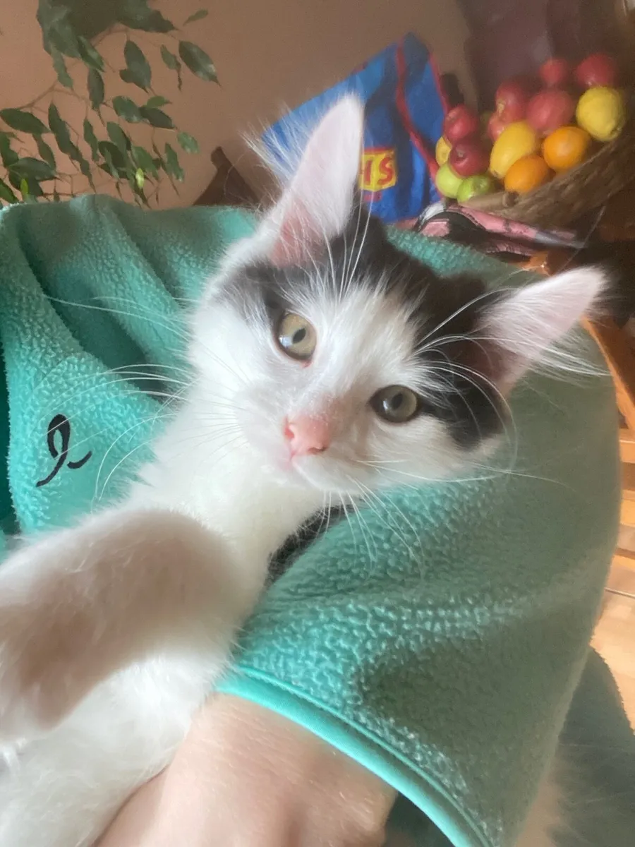 Cat - Image 1