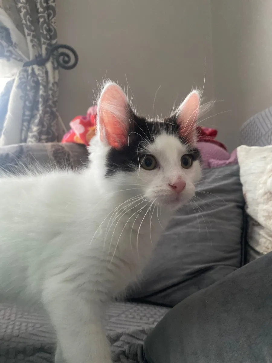 Cat - Image 4