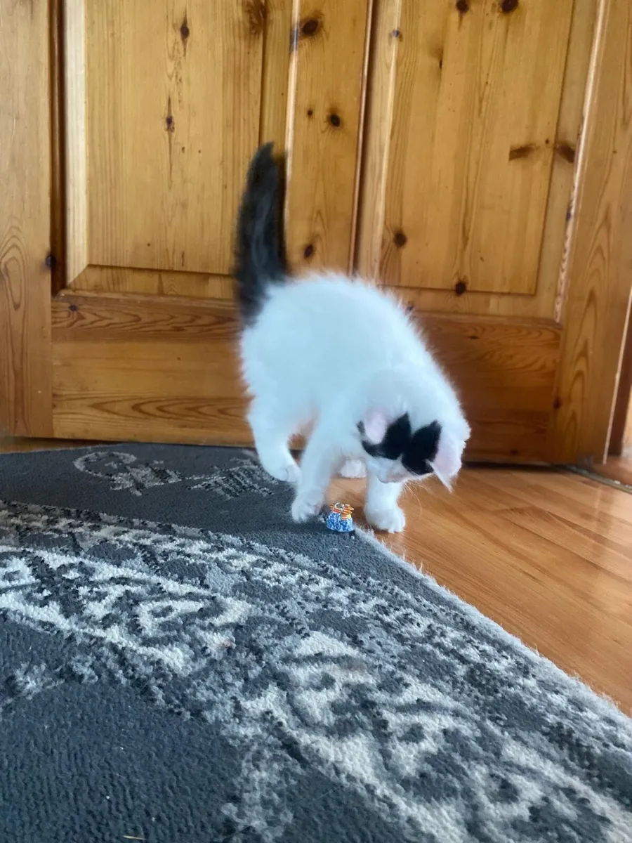 Cat - Image 3