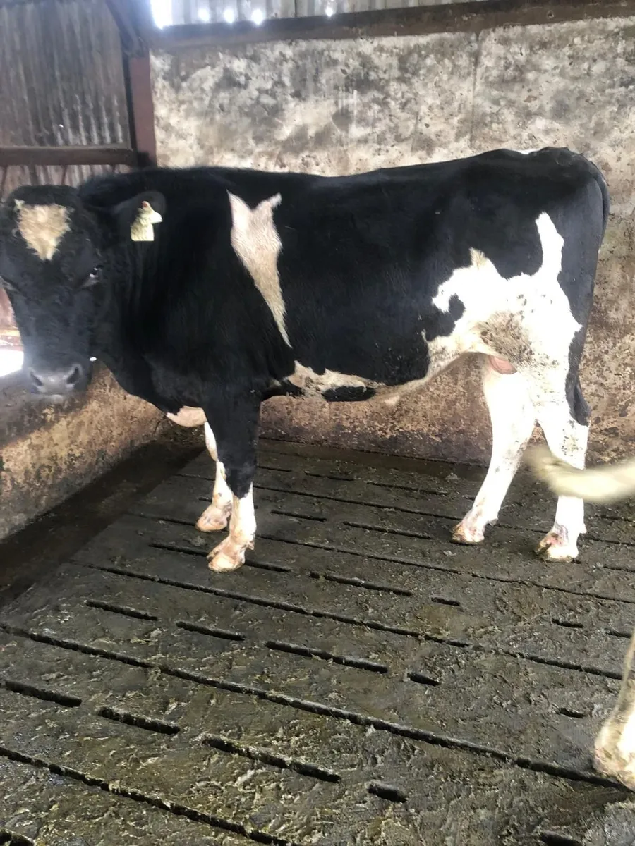 2 Teaser Bulls for Sale - Image 1