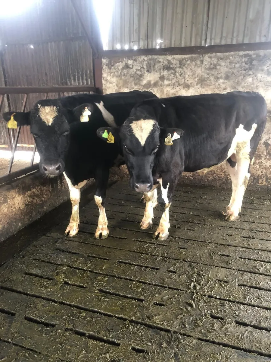 2 Teaser Bulls for Sale - Image 2