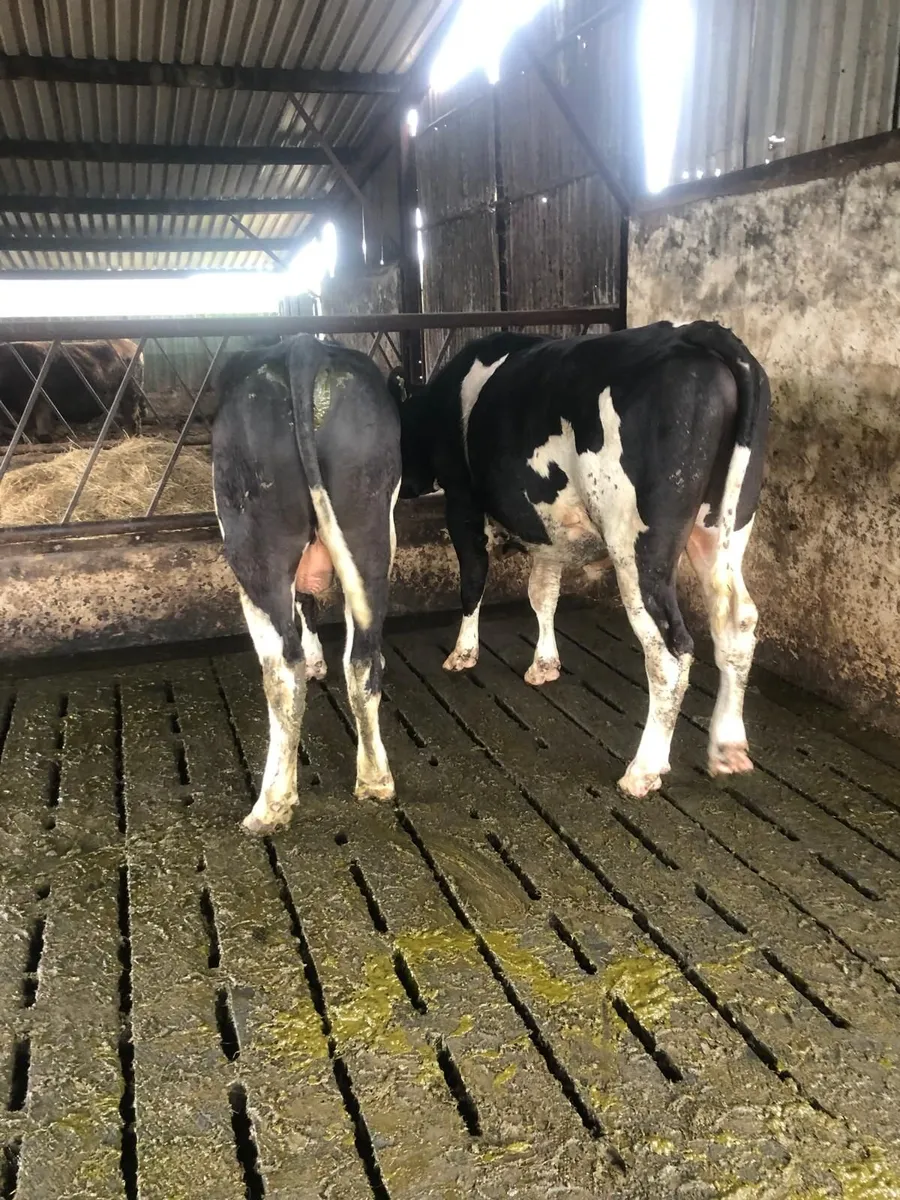 2 Teaser Bulls for Sale - Image 4
