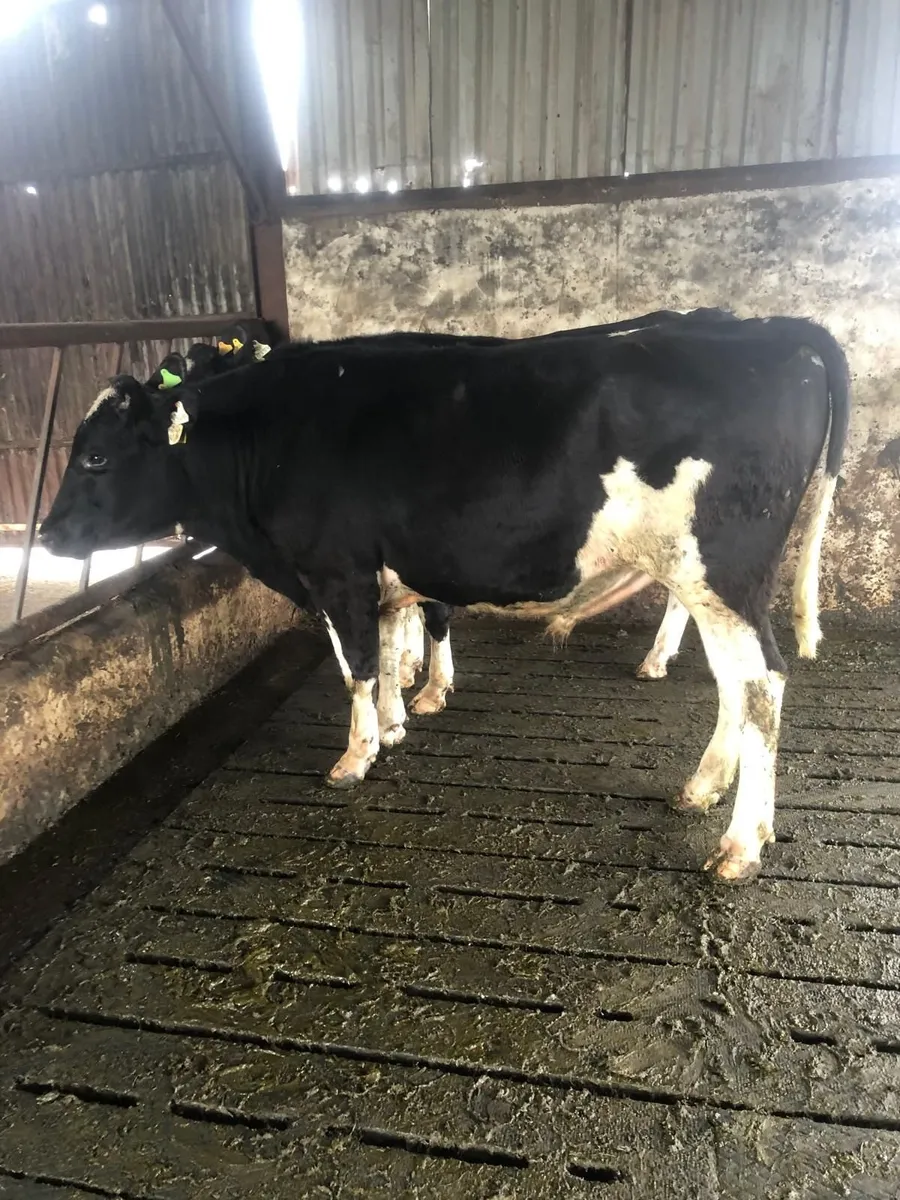 2 Teaser Bulls for Sale - Image 3