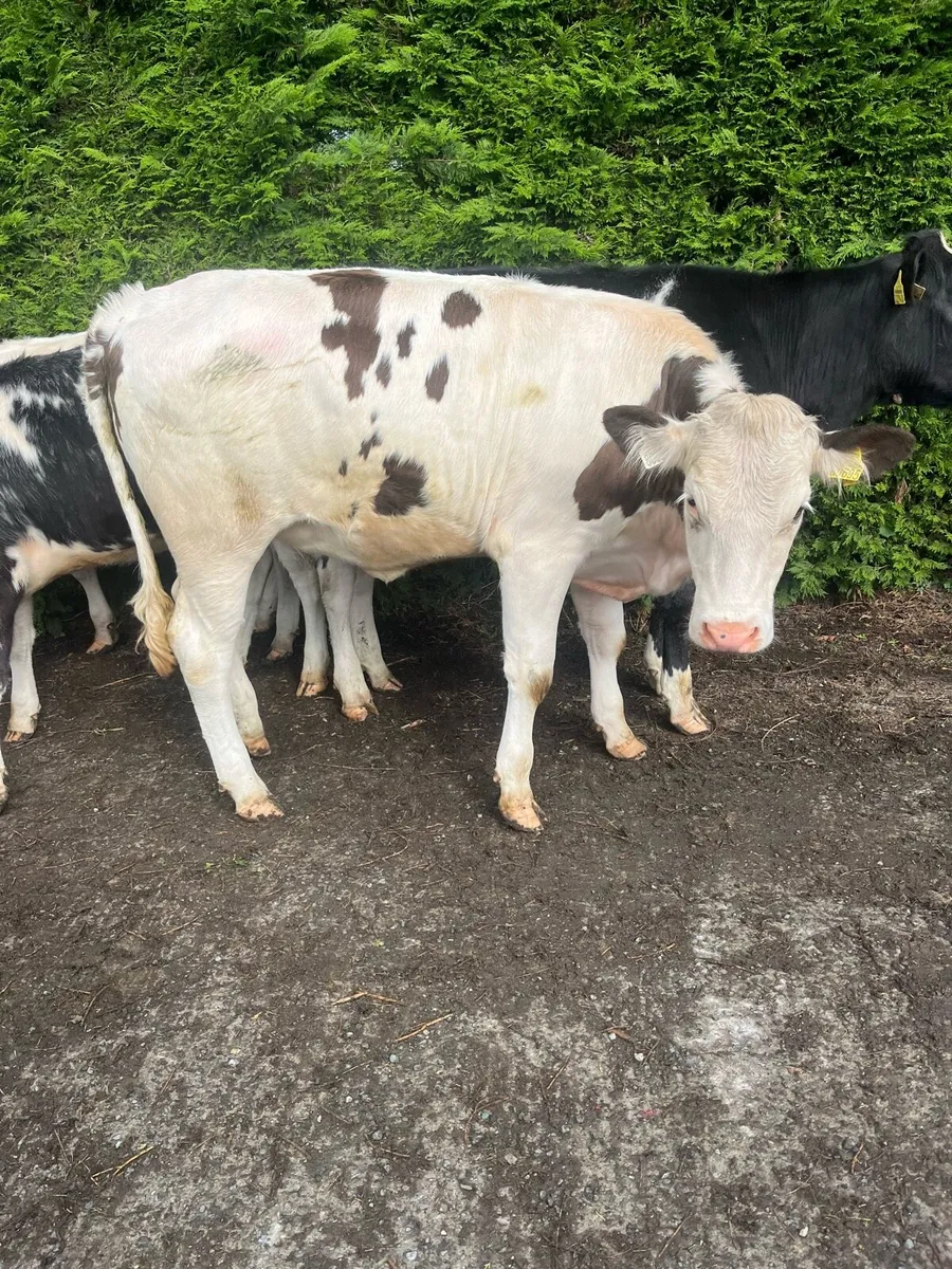 BB HEIFERS FOR SALE - Image 1