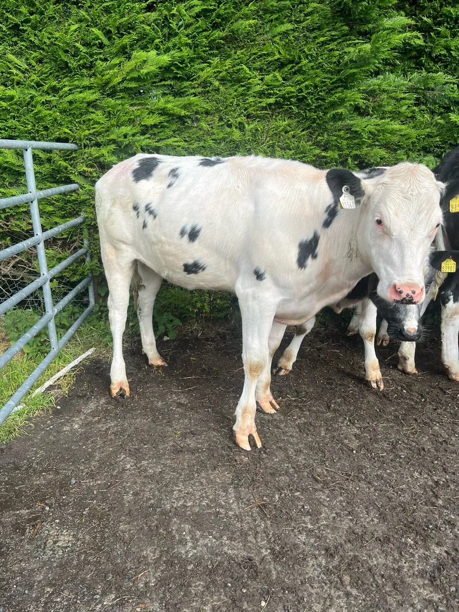 BB HEIFERS FOR SALE - Image 2