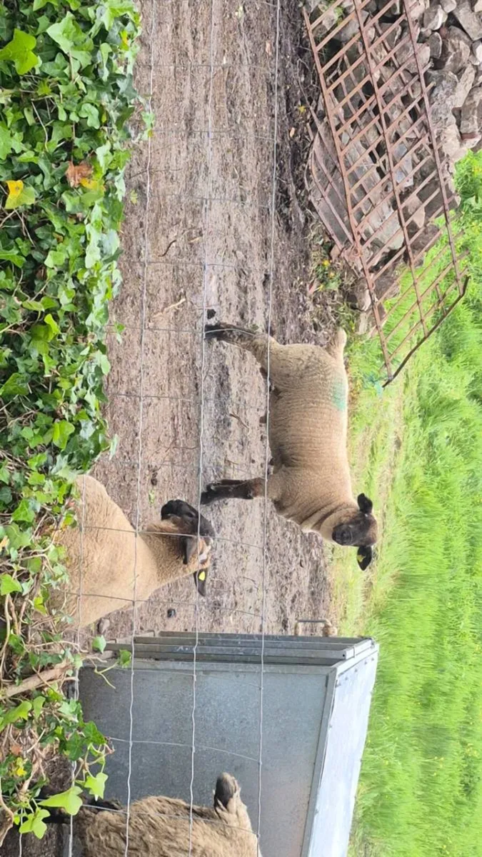 Two ram lambs - Image 4