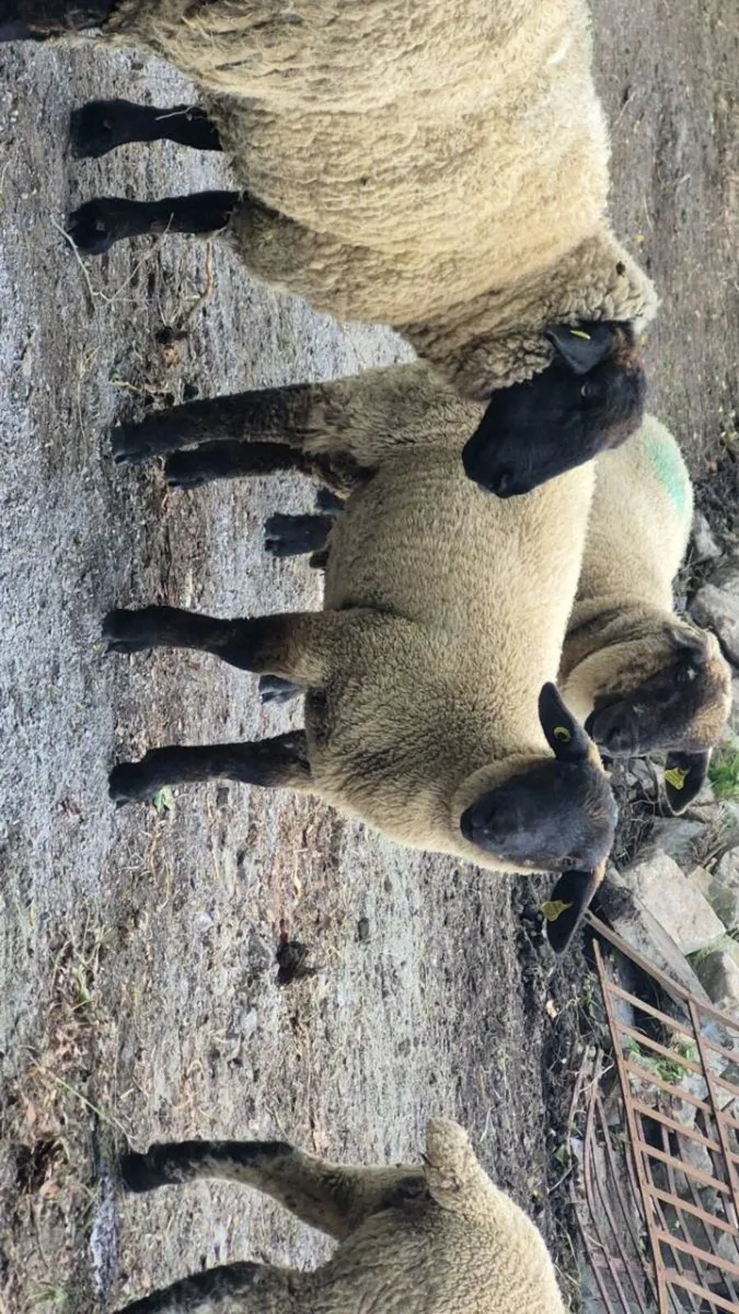 Two ram lambs - Image 1
