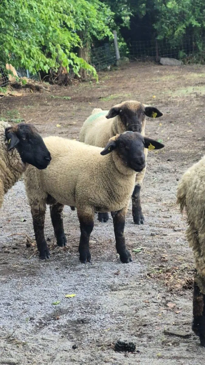 Two ram lambs - Image 2