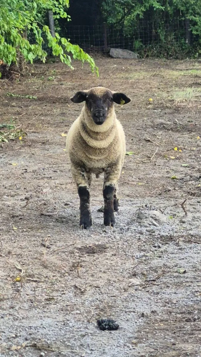 Two ram lambs - Image 3