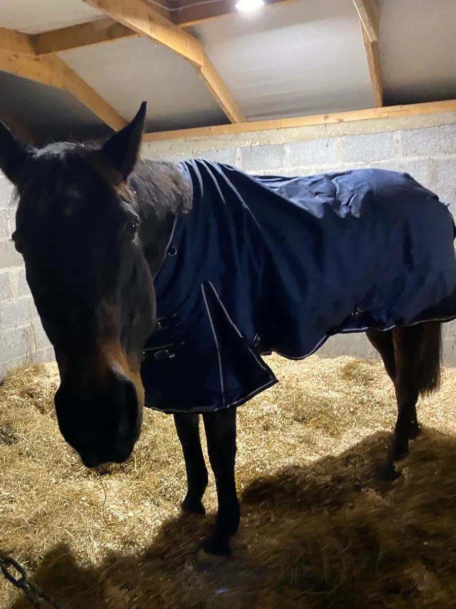 16.2 hh TB Gelding - Image 2