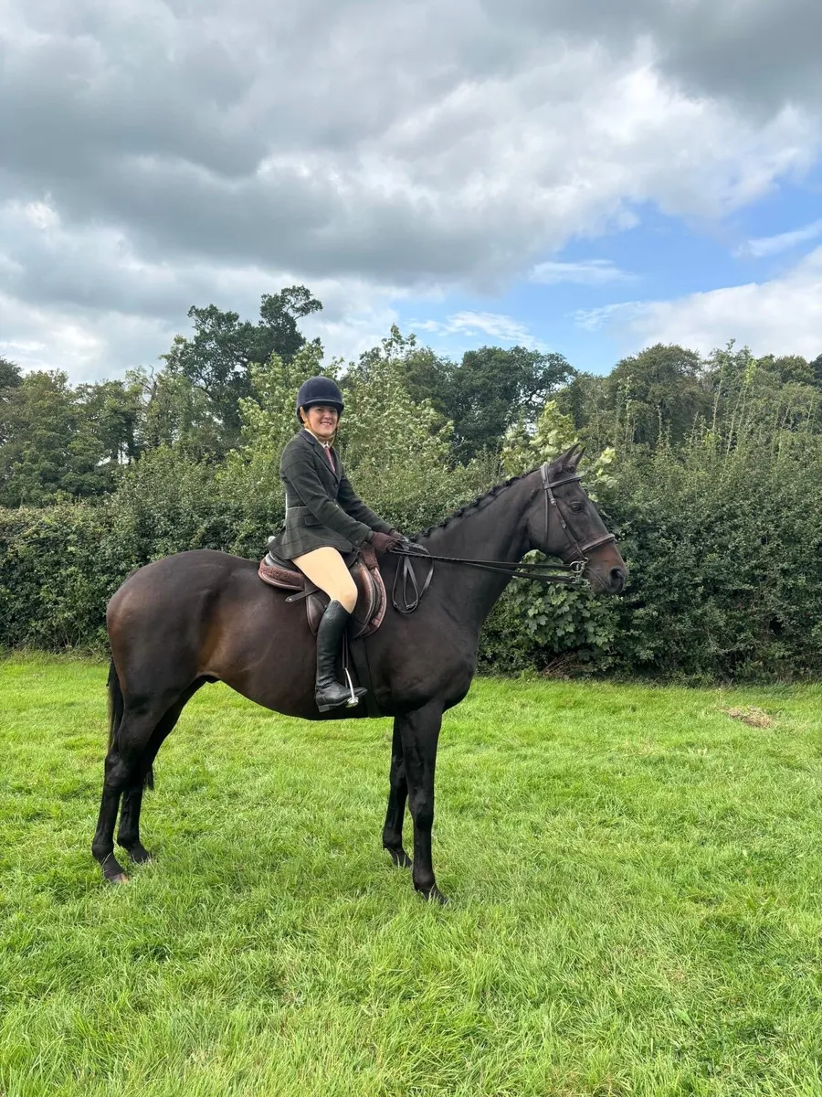 16.2 hh TB Gelding - Image 3