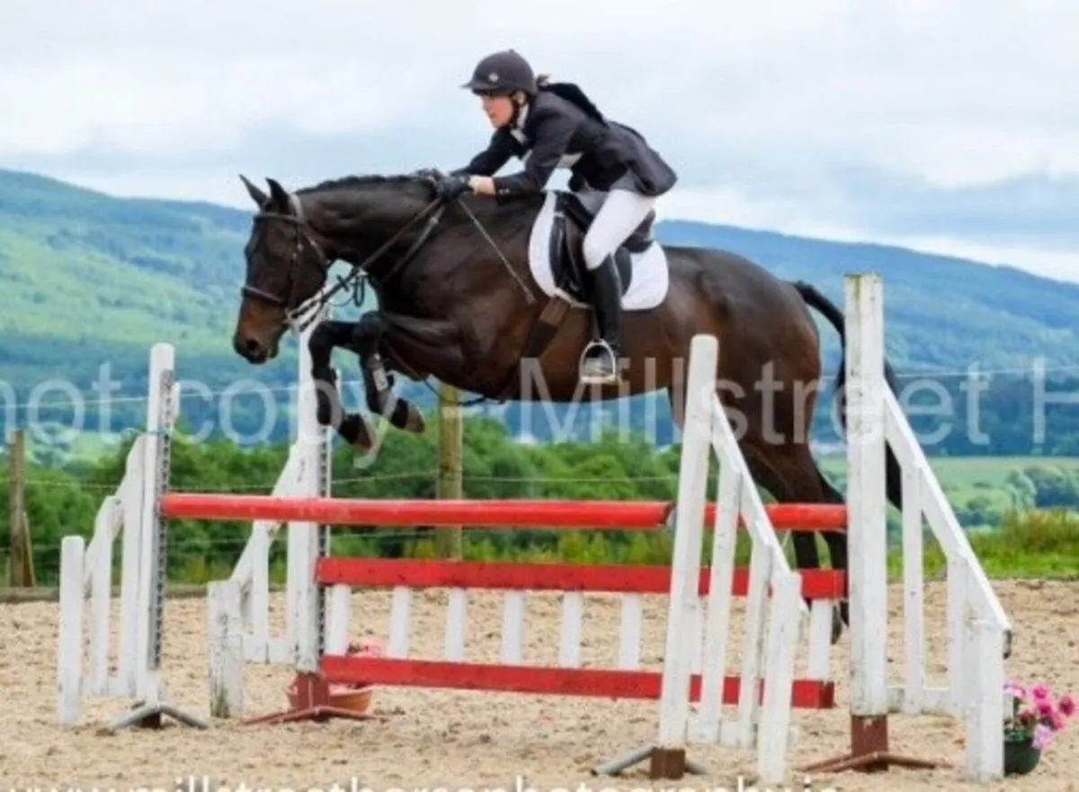 16.2 hh TB Gelding - Image 4