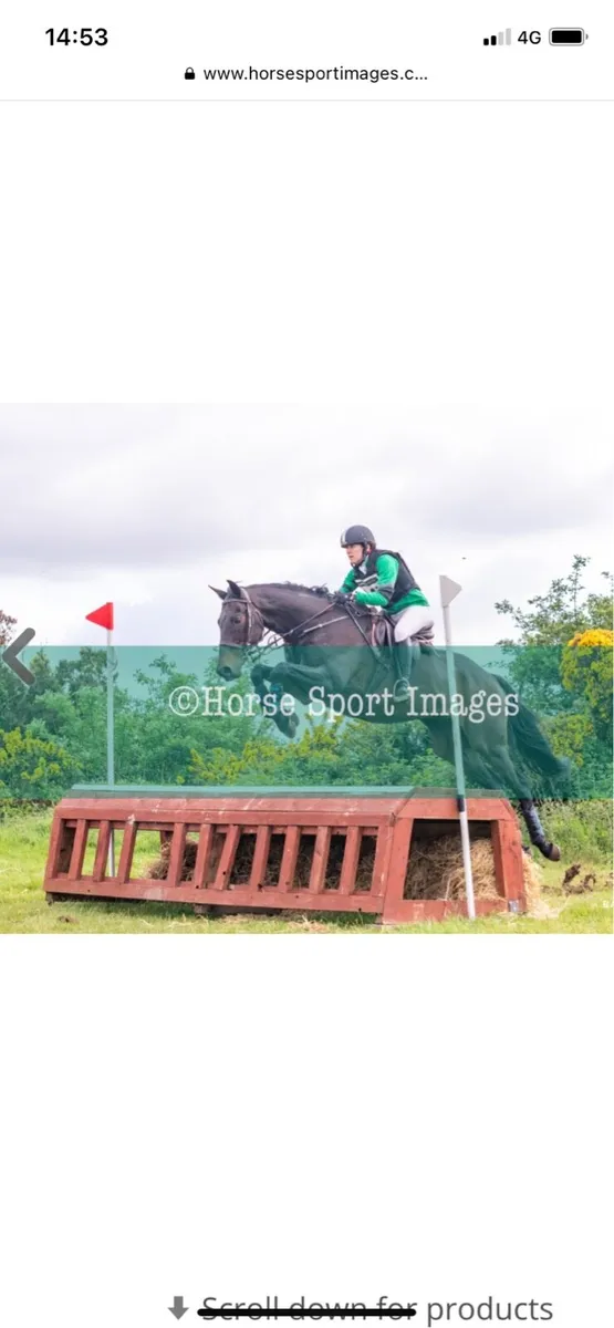 16.2 hh TB Gelding - Image 1