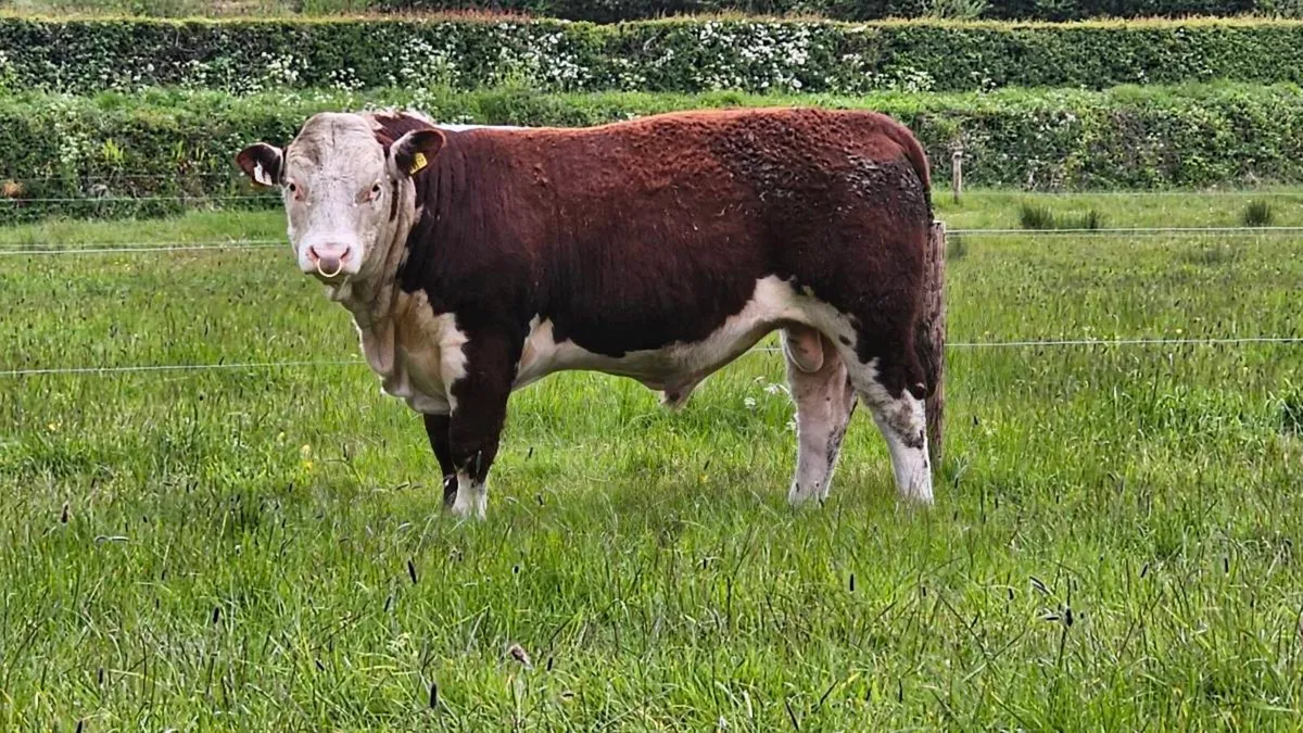 Pedigree Hereford Bull - Image 1