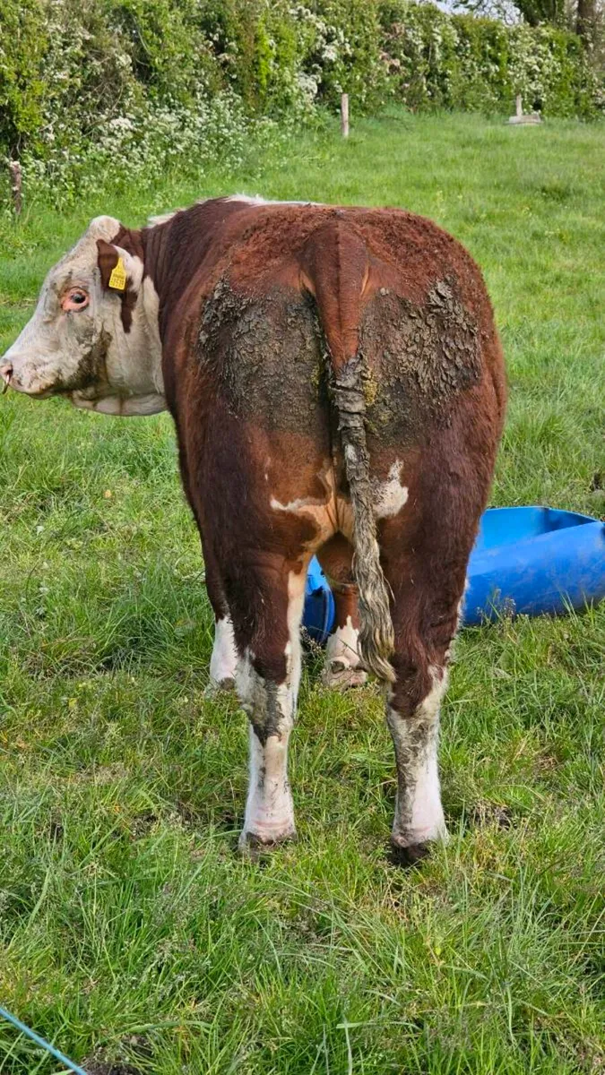 Pedigree Hereford Bull - Image 2