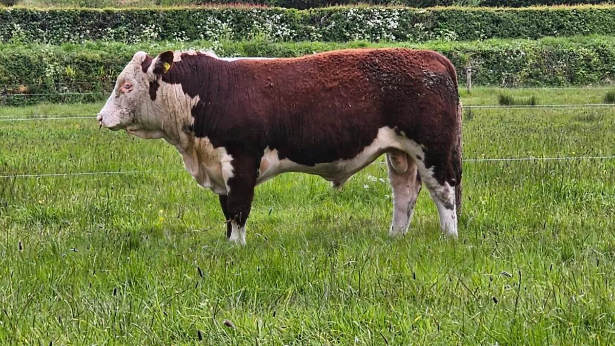 Pedigree Hereford Bull - Image 3