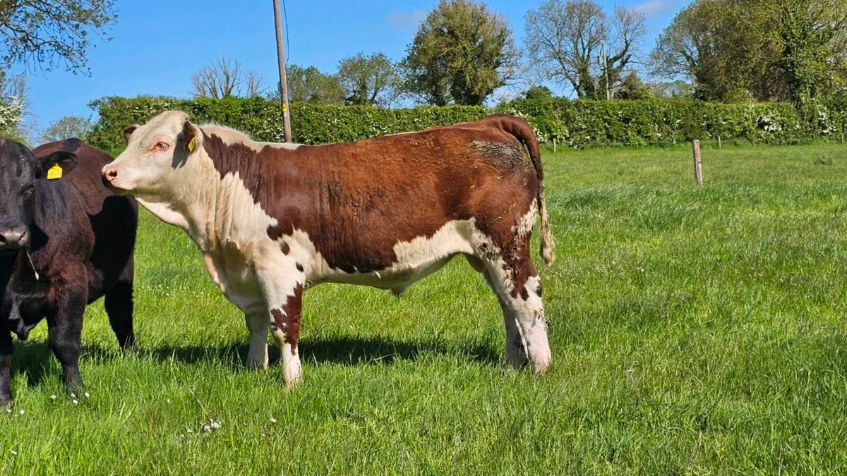 Pedigree Hereford Bull - Image 4