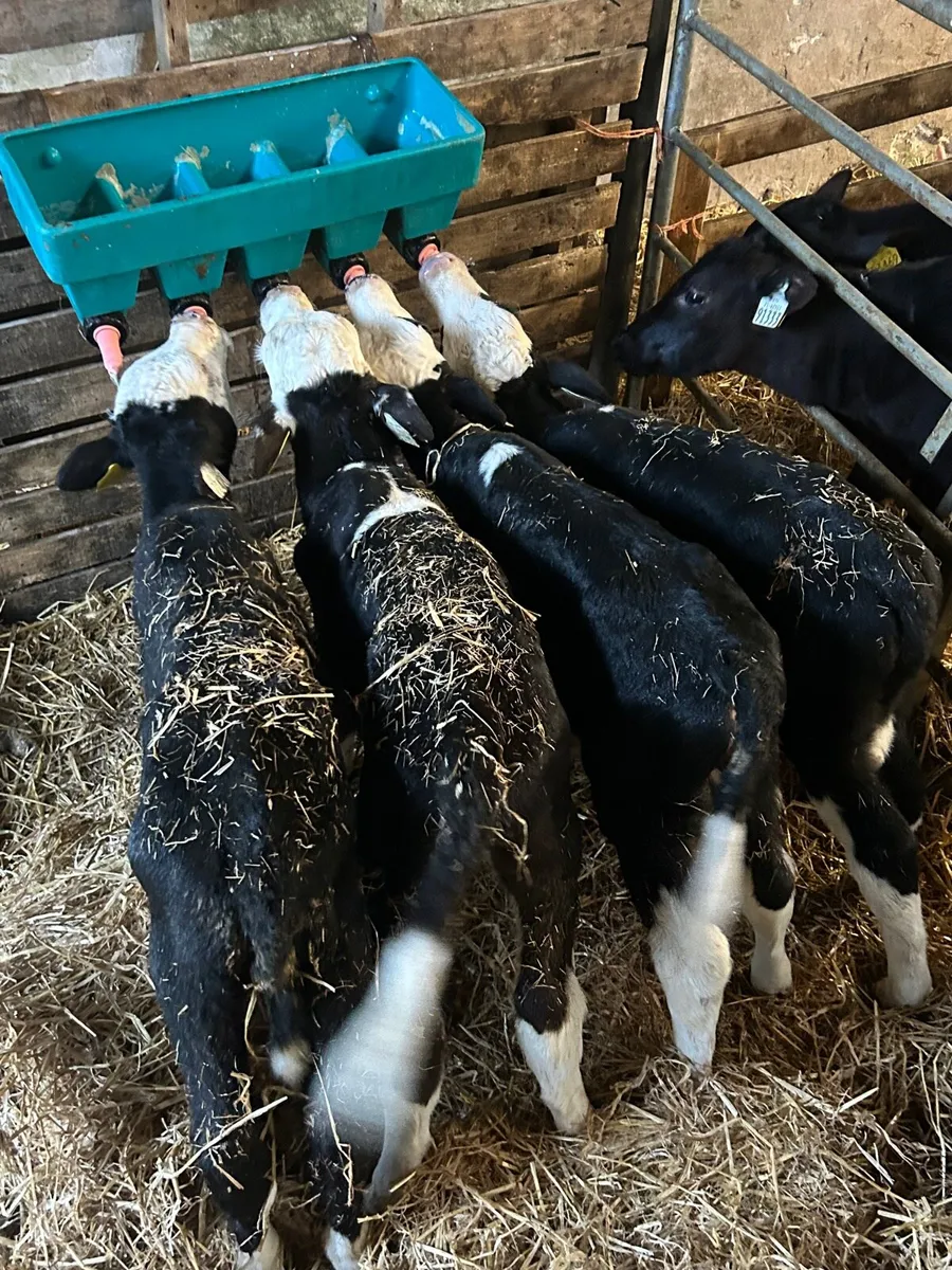 🌟4 Hereford bull calves🌟No Moves - Image 1