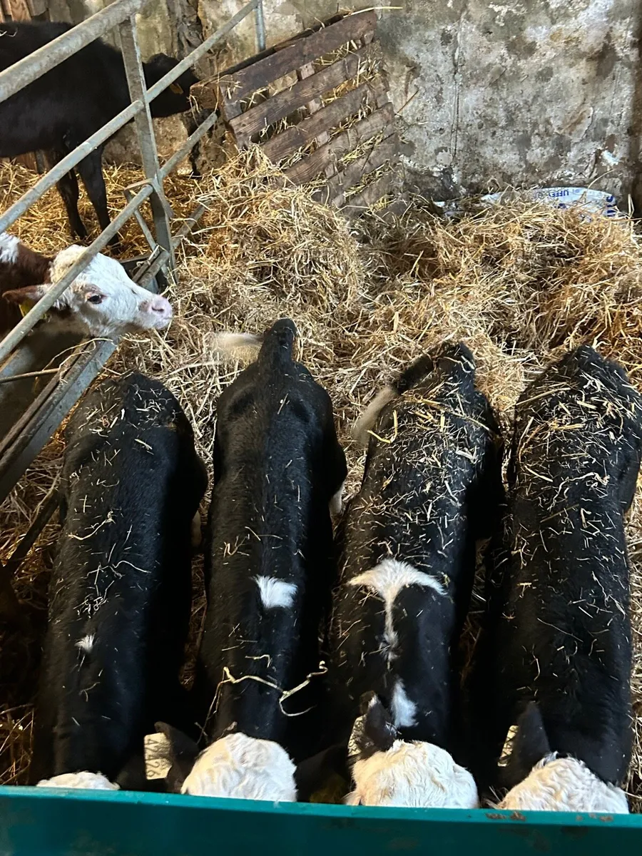 🌟4 Hereford bull calves🌟No Moves - Image 2