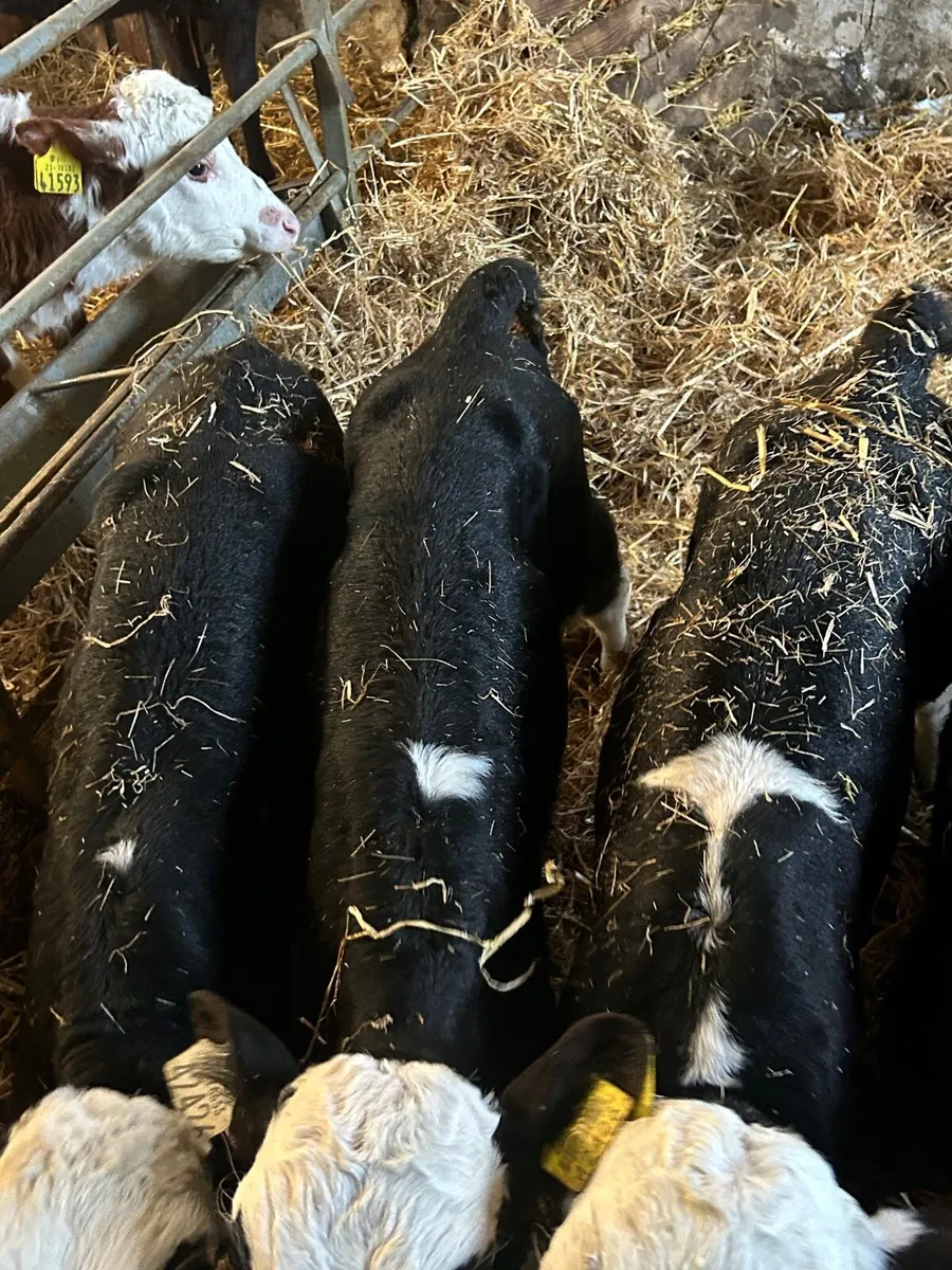 🌟4 Hereford bull calves🌟No Moves - Image 3