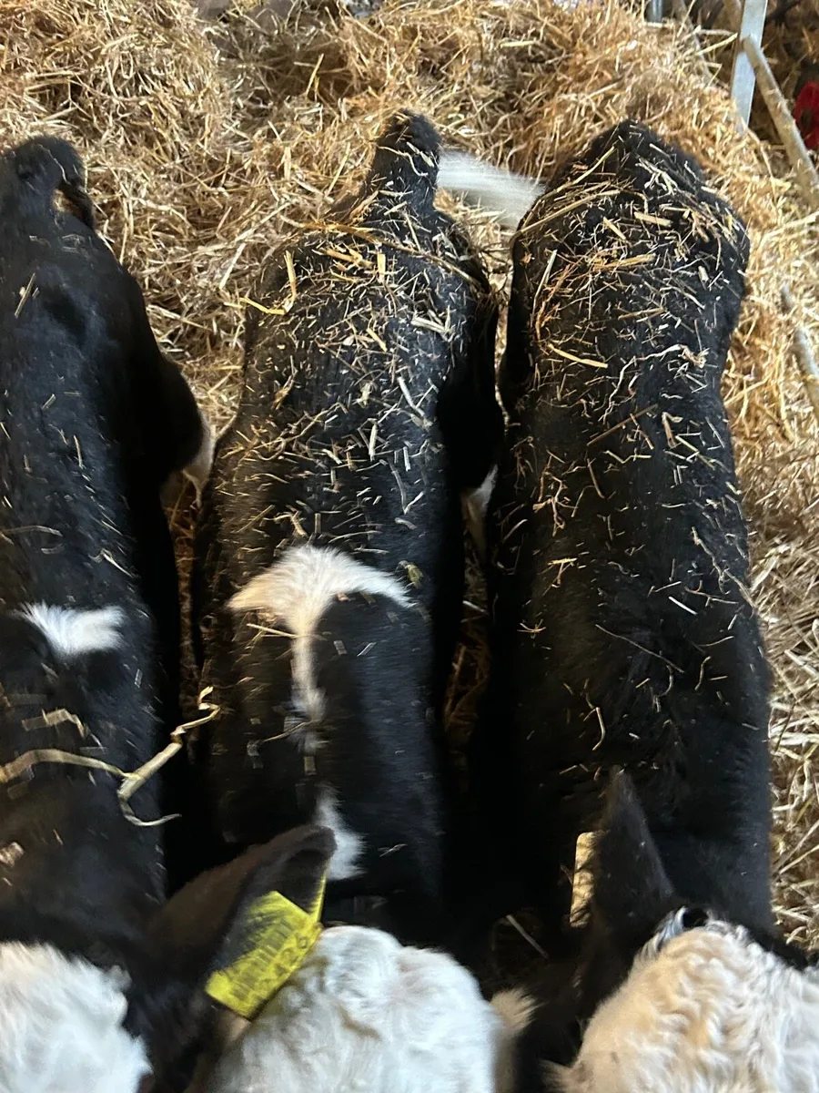 🌟4 Hereford bull calves🌟No Moves - Image 4
