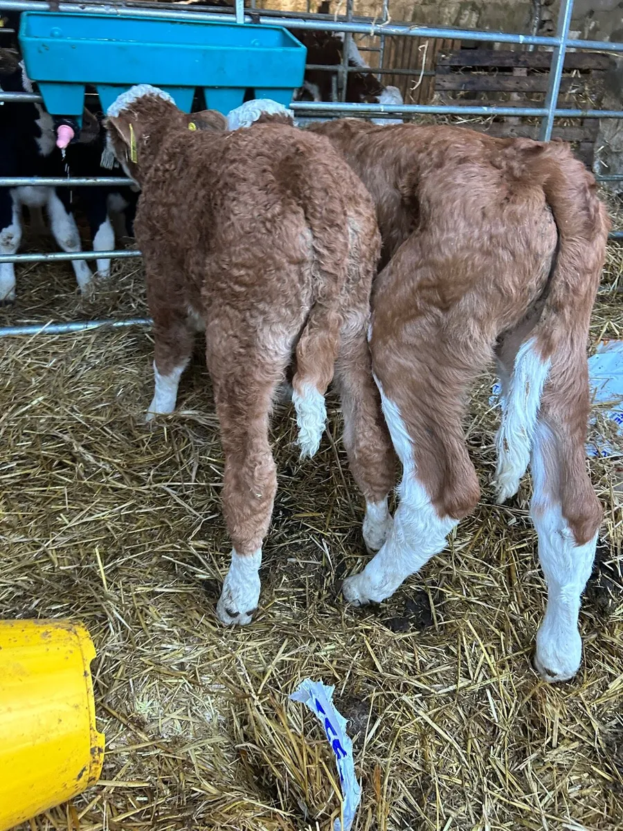 2 suckler si bull calves - Image 1