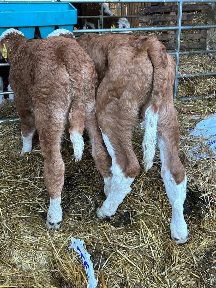 2 suckler si bull calves - Image 2