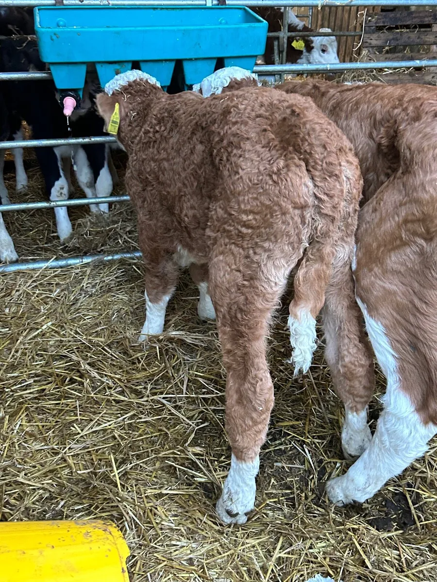 2 suckler si bull calves - Image 3