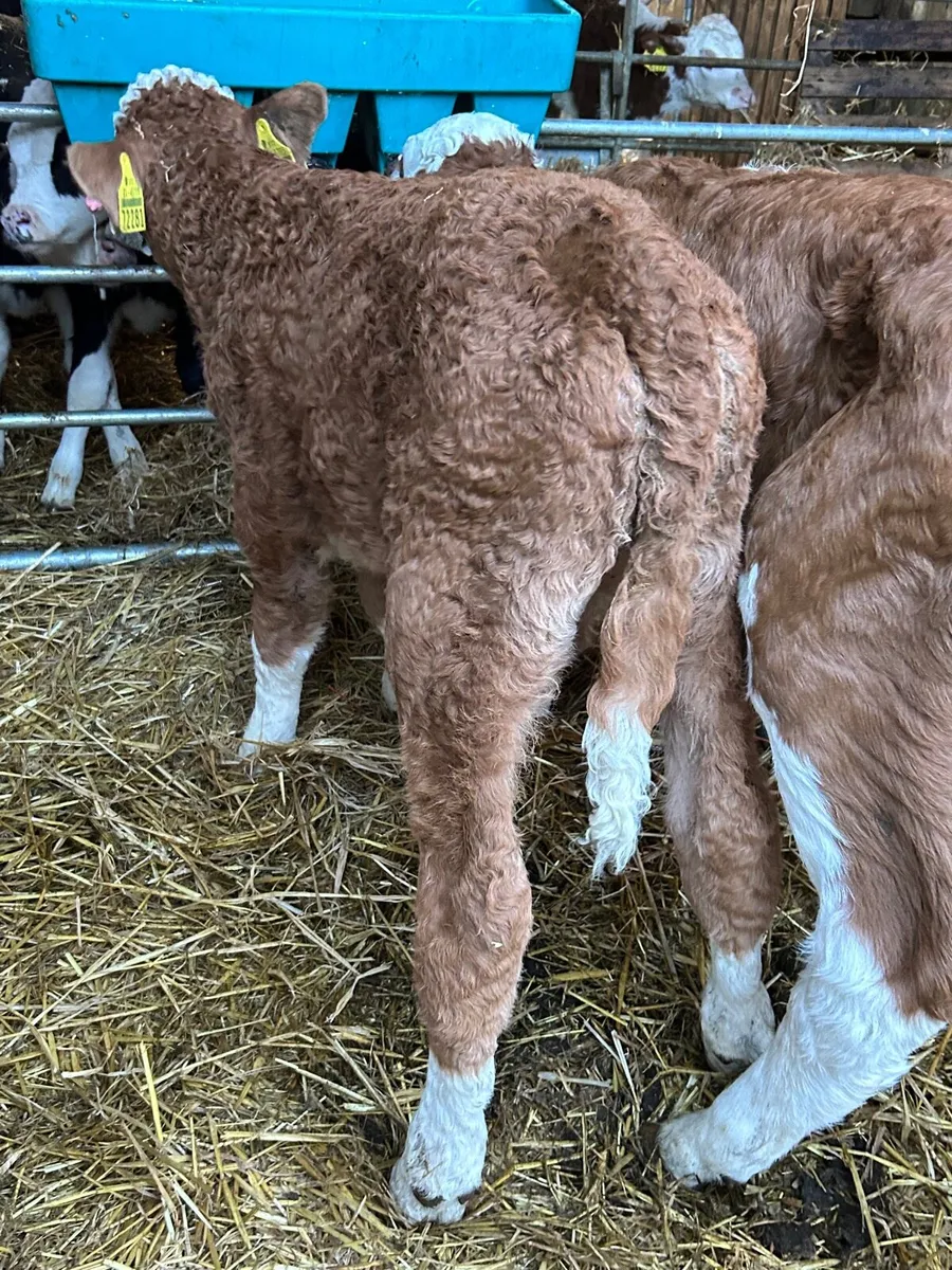 2 suckler si bull calves - Image 4