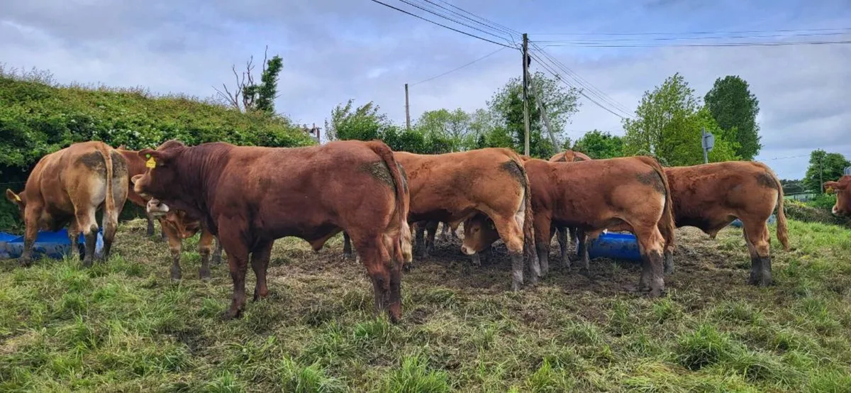 Yearling Bullocks - Image 1