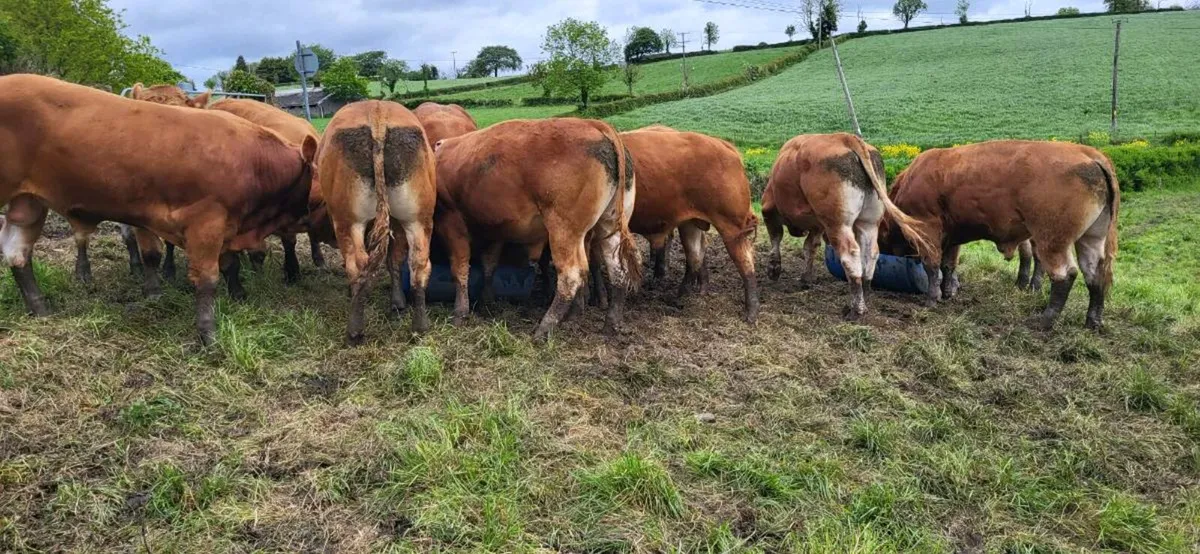 Yearling Bullocks - Image 2