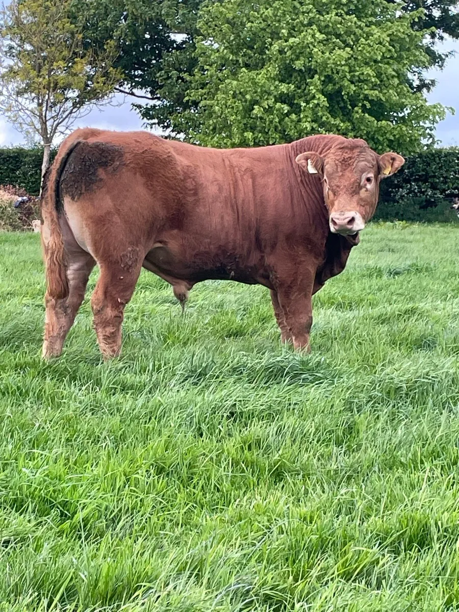 PBR limousin bull - Image 1