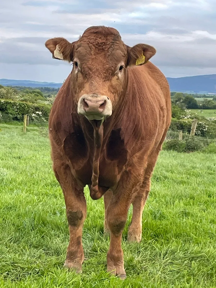 PBR limousin bull - Image 2