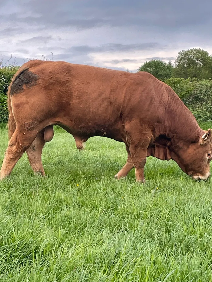 PBR limousin bull - Image 3