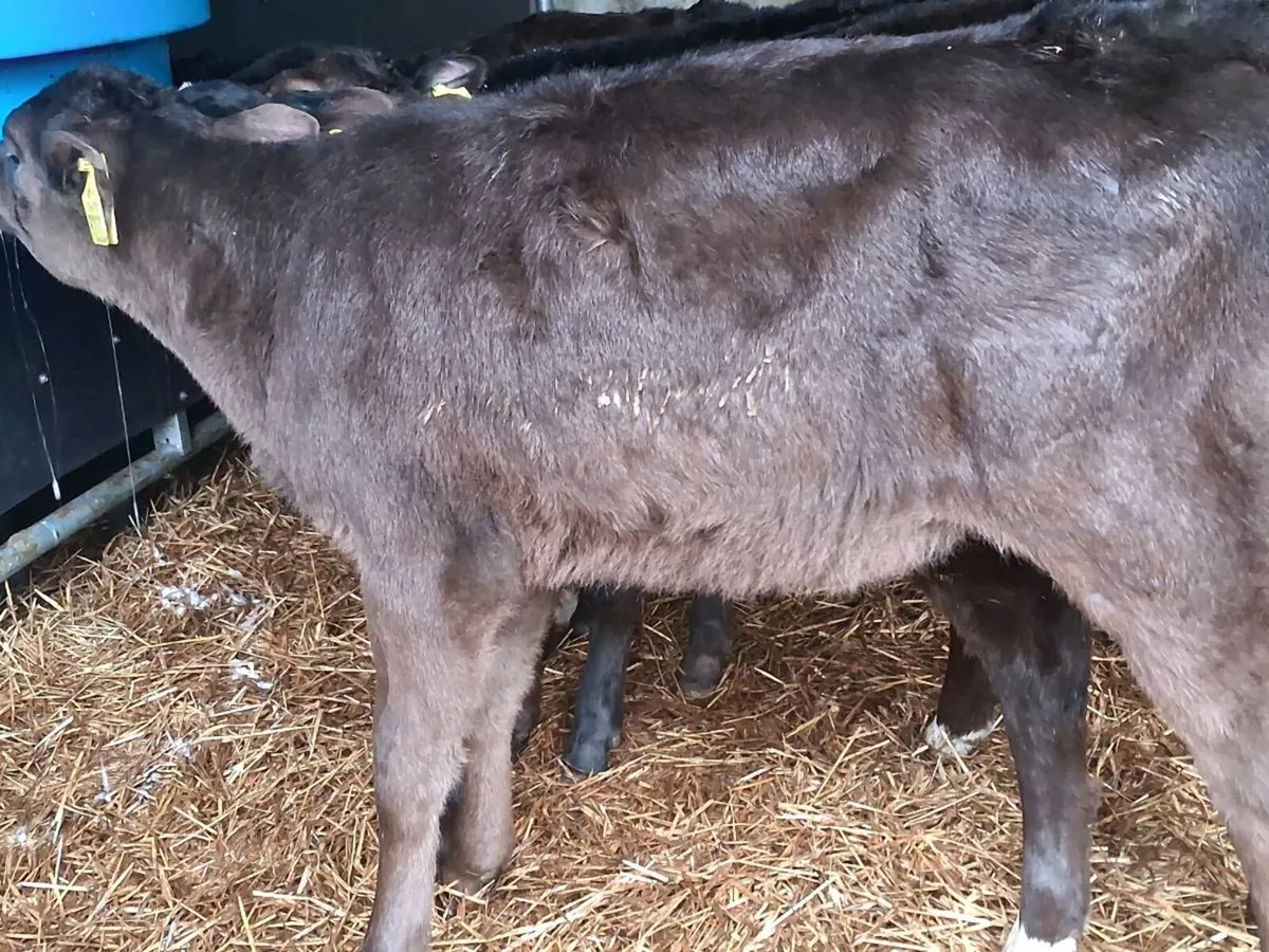 7 Reared Angus Heifers - Image 4