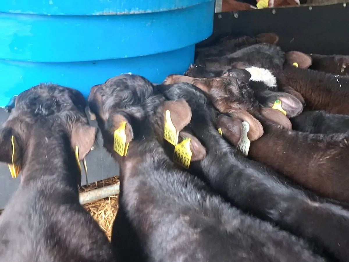 7 Reared Angus Heifers - Image 3